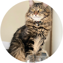 Frosty S profile picture